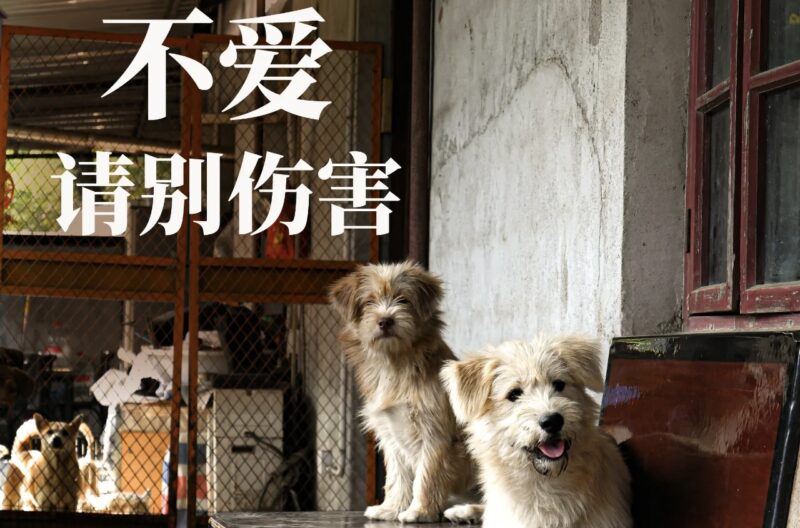 Credit: Alittle Tea/Xiaohongshu
